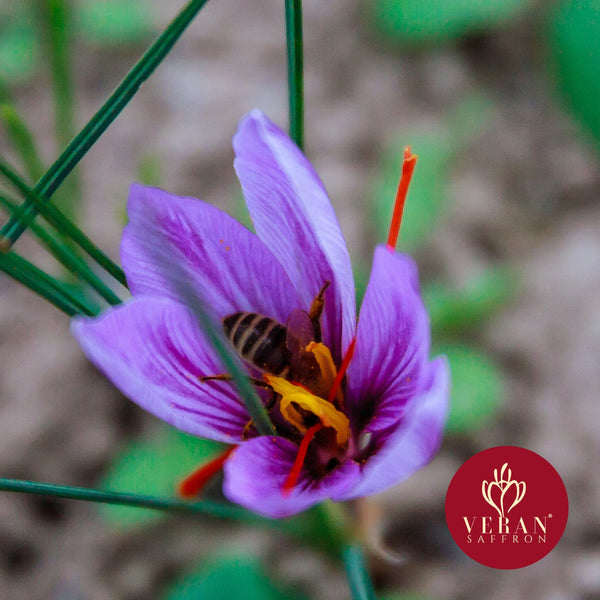 Crocus Flowers